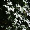 Wald
