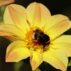 Hummel