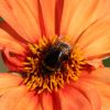 Hummel