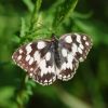 Schmetterling