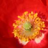 Mohn