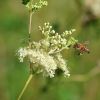 Biene
