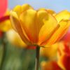 Tulpe
