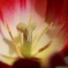 Tulpe