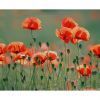 Mohn