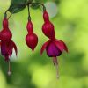 Fuchsien