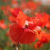 Mohn