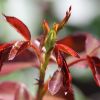 Rosenblätter