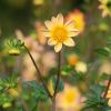 Dahlien und Knospen
