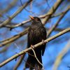 Amsel