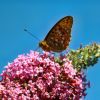 Schmetterling
