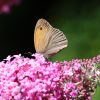 Schmetterling