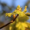 Knospen