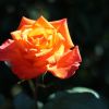 Rose Rose