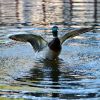 Ente