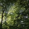 Wald