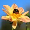 Hummel