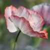 Mohn