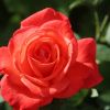 Rose Rose