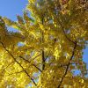 Ginkgo