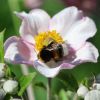 Hummel