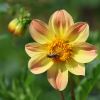 Dahlie und Besuch Dahlie und Besuch