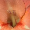 Blüte