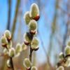 Weidenkätzchen