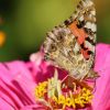 Schmetterling