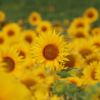 Sonnenblumen