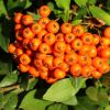 Beeren