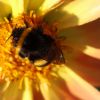 Hummel