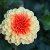 Dahlie