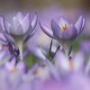 Krokusse