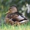 Ente