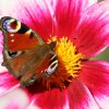 Schmetterling Schmetterling