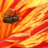 Fliege