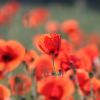 Mohn