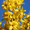 Forsythie