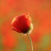 Mohn im Juni
