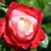 Rose Rose