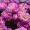 Sommerblumen