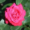 Rose Rose
