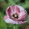 Mohn