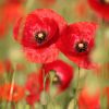 Mohn