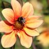 Hummel