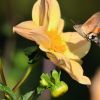 Taubenschwänzchen Taubenschwänzchen