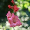 Gladiole