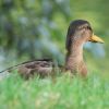 Ente