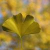 Ginkgo